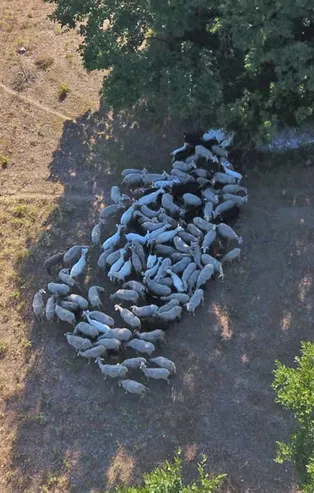 Bursa'da kayıp hayvanlar drone’la bulundu