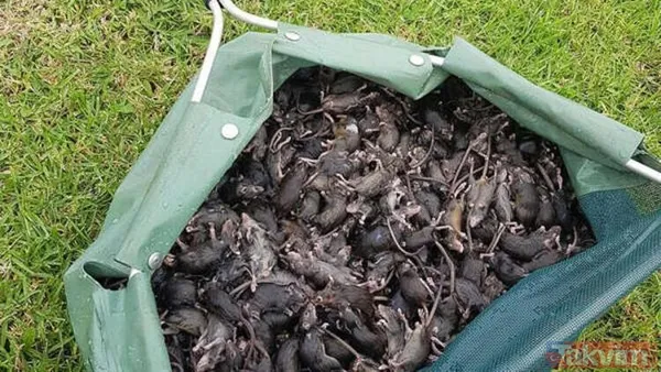 Koronavirüs fare istilasından sonra şimdi de örümcek istilası! Avustralya'da her yeri örümcek ağları kapladı - 14