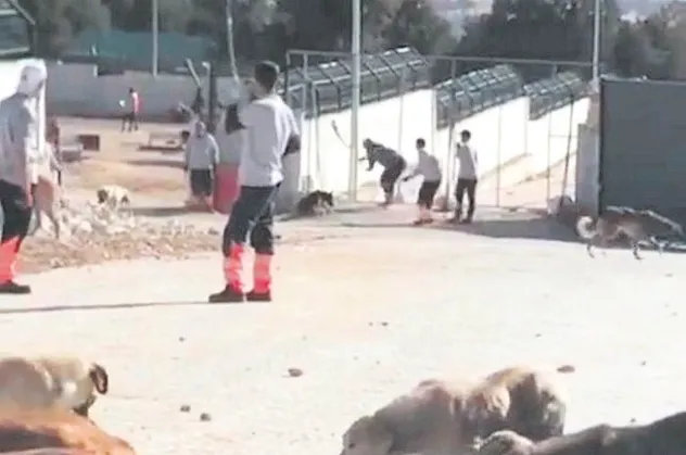 Konya'daki barınakta kürekle köpeği öldüren iki cani tutuklandı