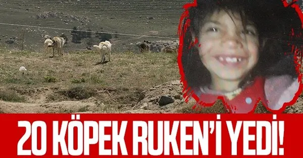 van da yaklasik 20 kopegin parcaladigi 6 yasindaki ruken in dayisi babasi kizini paramparca halde alip eve gelmis takvim