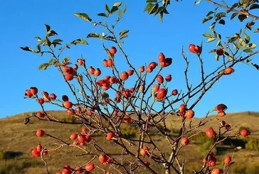 Kabızlığa kuşburnu