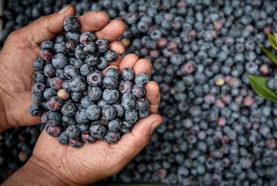 Kolesterolün rengi mor