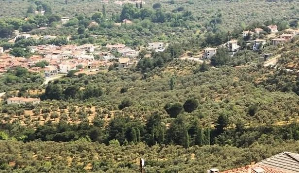 “Zeytinlikleri imara açtırmayız” diyen CHP'nin maskesi düştü! Ekrem İmamoğlu resmen talan etmiş-1