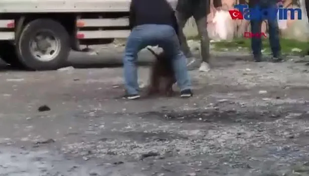 Sarıgazi'de pitbull vahşeti! Kediyi parçaladı o anlar kamerada