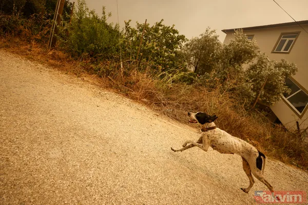 SON DAKİKA: Antalya Manavgat alevlere teslim oldu! İşte yürek yakan kareler - 26