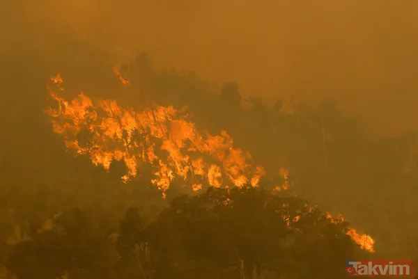 SON DAKİKA: Avustralya'da yangın faciası! 71 ev kül oldu - 12