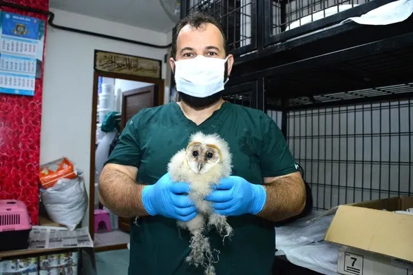 sakarya-karasuda-15-gun-boyunca-evin-catisindan-gelen-esrarengiz-seslerin-baykus-yavrulari-oldugu-ortaya-cikti-1624284697843.jpg Sakarya Karasu'da 15 gün boyunca evin çatısından gelen esrarengiz seslerin baykuş yavruları olduğu ortaya çıktı-5