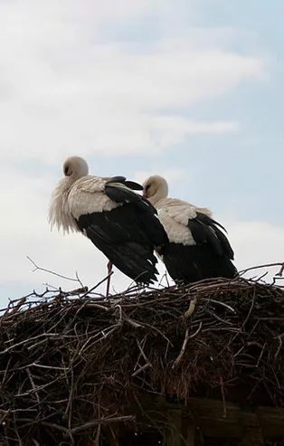 Leylek "Yaren" bu yıl da eşiyle birlikte geldi
