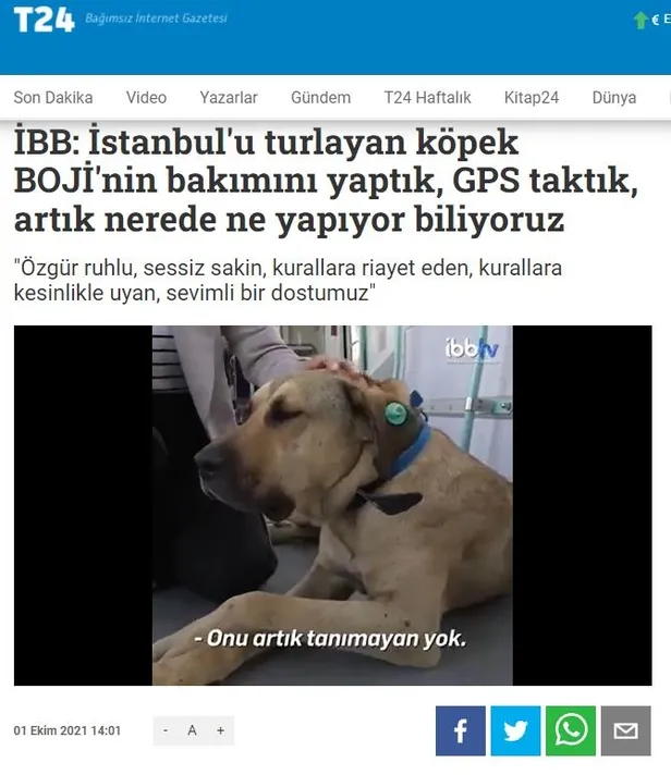 İstanbul'da "Boji" tartışması: Hayvanseverlerin hedefinde olan İmamoğlu'nun PR çalışması da tepkilerin odağında!-5