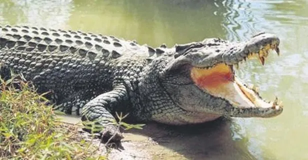 sahibinden satilik timsah takvim