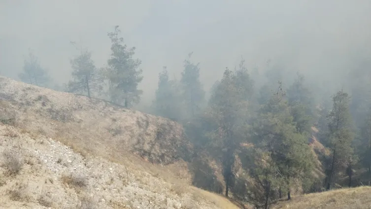 1717691437938.jpg Denizli Pamukkale'de de orman yangını çıktı! 21 araç 55 personel bölgeye geldi: 30 hektar ormanlık alan...-2