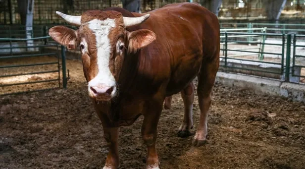 Son dakika haberi: Diyanet İşleri Başkanlığı'ndan flaş Kurban Bayramı açıklaması! İşte kurban kesiminde uyulması gereken kurallar-4