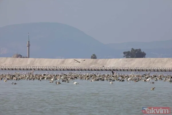 Minik allı turnalar (flamingolar) uçmayı İzmir Kuş Cenneti'ndeki doğal kreşte öğreniyorlar - 31