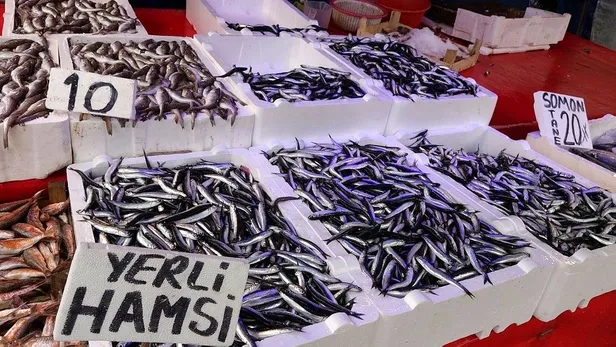 Uzmanlardan 'hamsi' uyarısı: Nesli tükenebilir-2