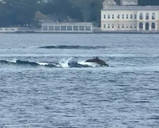 Üsküdar’da yunusların dalgalarla dansı kamerada