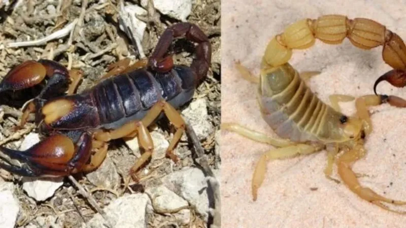 akrepler-sanildigindan-daha-tehlikeli-kiskaclarinda-agir-metal-var-1777551751317.jpg Akrepler sanıldığından daha tehlikeli: Kıskaçlarında ağır metal var-3