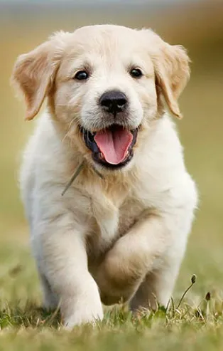 Rüyada çoban köpeği görmek ne anlama gelir? Rüyada köpek görmek ne anlama gelir?