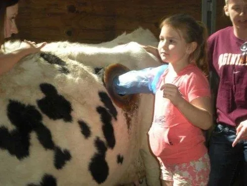 Birkaç litre fazla süt için ineklere yaptıklarına bak-10