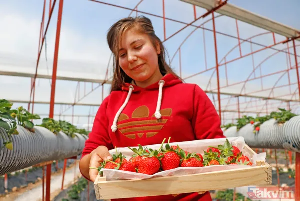 Jeofizik mühendisi 2 milyonluk yatırımla çilek serası kurdu! Taleplere yetişemiyor - 8