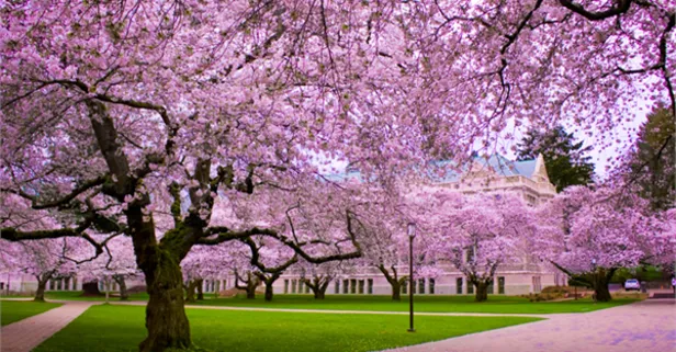 Sakura ne demek? Çam ve Sakura ne demek? Başakşehir Şehir Hastanesi ismi anlamı nedir?