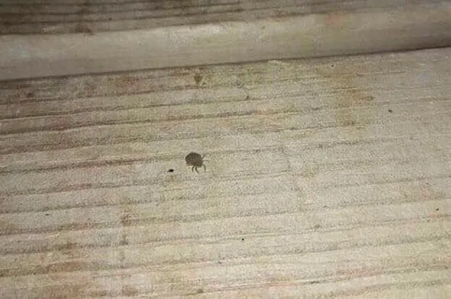 Mardin Artuklu'da kene paniği