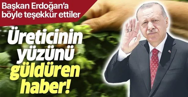Fındık fiyatları üreticilerin yüzünü güldürdü! Başkan Erdoğan’a teşekkür
