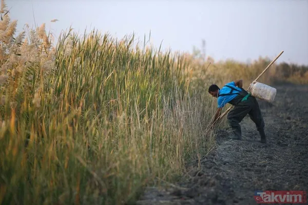 Günlük 900 lira kazanıyorlar! Türkiye'nin birçok ilinden toplanan kurbağalar Avrupa'ya ihraç ediliyor - 15