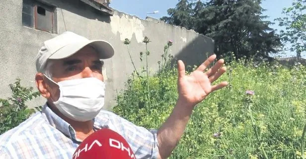 İstanbul Büyükçekmece’de oturanlar kronomid istilasından şikayetçi