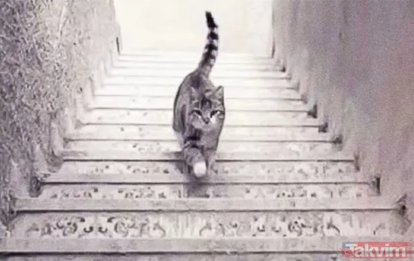 Beyin yakan zeka testi: Kişiliğinizi ele veriyor! İlk ne görüyorsunuz? - 5