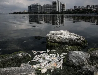 İstanbul'da korkutan manzara! Hepsi birden öldü