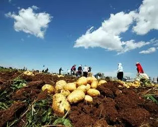 Hükümet ’patates’ için düğmeye bastı