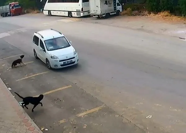 Antalya'da köpekleri bilerek ezen o vicdansız yakalandı-3