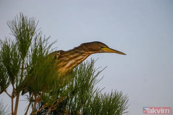 Türkiye'de ilk! Şanlıurfa'da 'yeşil sırtlı balıkçıl' görüldü - 3