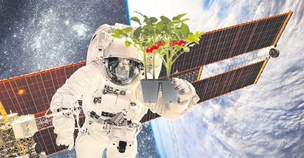 Uzayda domates üretimi başlıyor!