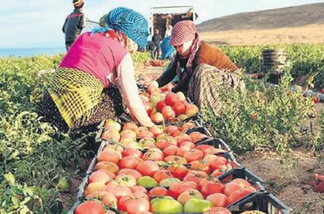 Hükümetten çiftçileri sevindiren yenilik! Hasat sigortası başladı