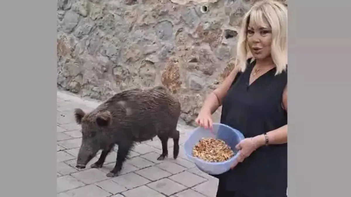 Safiye Soyman domuz besledi