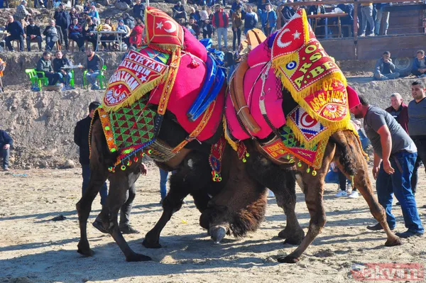 Son anda kurtuldular! Manisa'da deve güreşlerinde ezilme tehlikesi - 5