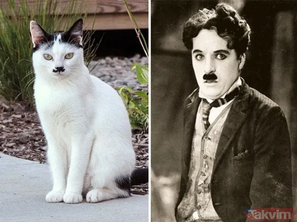 Kediler ve film karakterleri arasındaki benzerlik - 11