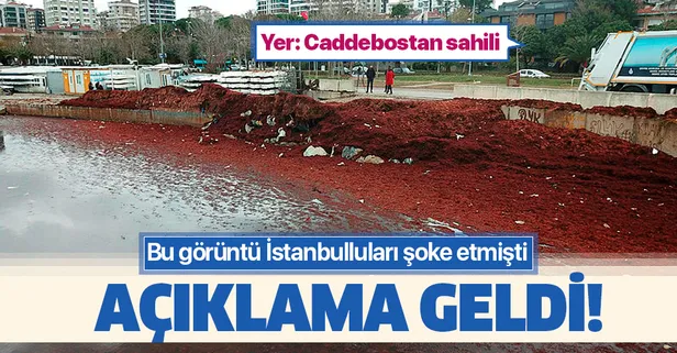 Caddebostan sahilinde şaşırtan görüntü! Profesörden açıklama geldi