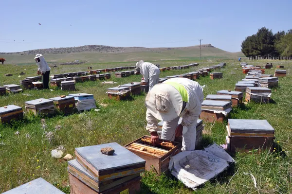 kayinpederleri-sevdirdi-bu-3-elti-kavga-etmiyor-aricilik-yapiyor-1618815615385.jpg Kayınpederleri sevdirdi! Bu 3 elti kavga etmiyor! Arıcılık yapıyor-9