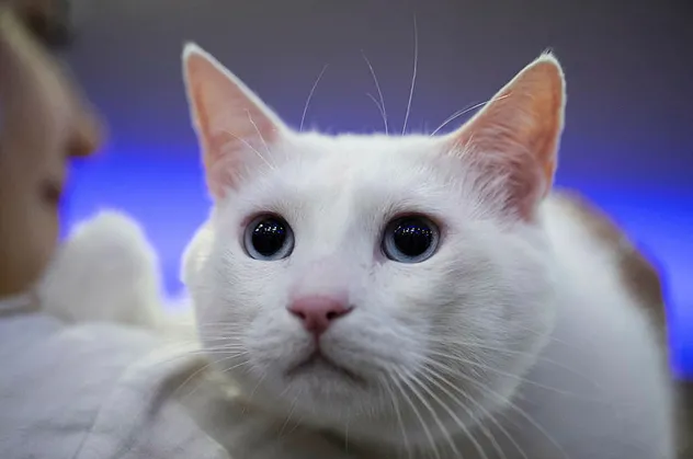 Rüyada kedi görmek ne anlama gelir?