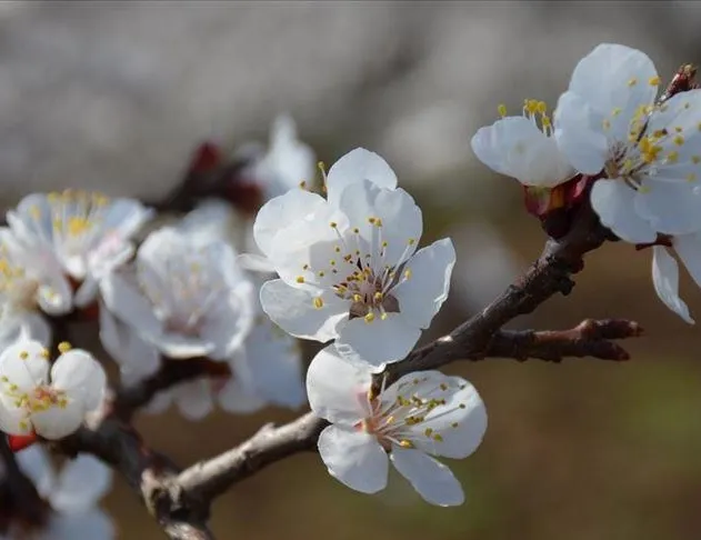 Dünya kayısı başkenti çiçek açtı