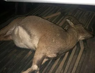 Kaçak ava 60 bin lira ceza