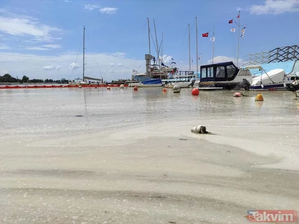 Caddebostan Sahili'nde müsilaj yoğunluğu arttı! Tabloya benzer görüntüler oluştu - 24