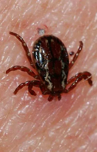 Rüyada kene görmek ne anlama gelir?