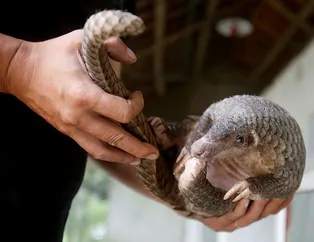 Pangolin nedir, nerede yaşar? Çinli yetkililer: Koronavirüs pangolinden bulaşmış olabilir