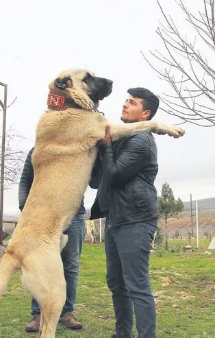 "Kurtboğan" cinsi çoban köpekleri geçim kaynağı oldu
