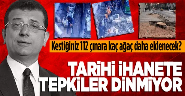 Çırağan'daki asırlık çınarları katleden CHP'li İBB'nin tarihi ihanetine tepkiler dinmiyor