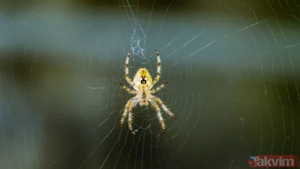 Örümceklerden korkuyor musunuz? Bilim insanları açıkladı: “Böcekler olmasaydı ekosistemin dengesi çökerdi” - 8