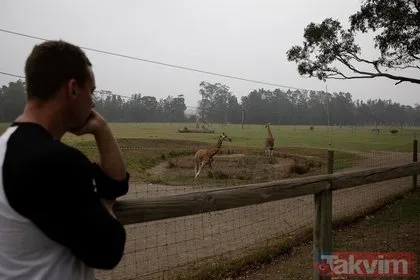 Avustralya’dan tepki çeken karar! Binlerce deveyi katledecek!